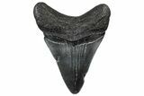 Juvenile Megalodon Tooth - South Carolina #302142-1